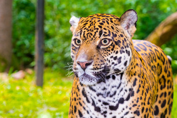 Portrait of an adult spotted female jaguar