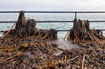 Seaweed washed up onto a coastal path after a storm