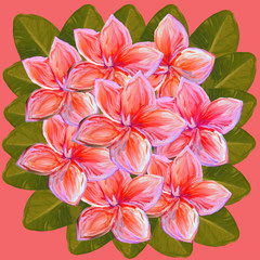 Tropical lush bouquet with green exotic leaves and flowers. Frangipani Plumeria Tropical Flowers. Summer tropical flowers, plumeria on pink background, watercolor,gouache illustration, hand drawing