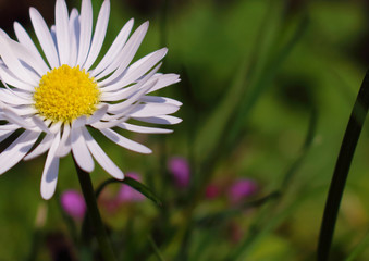Obraz premium white flower