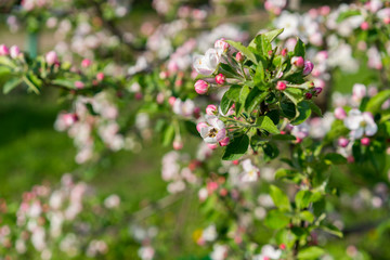 Honey bee pollinating apple blossom. The Apple tree blooms. honey bee collects nectar on the flowers apple trees. Bee sitting on an apple blossom. Spring flowers
