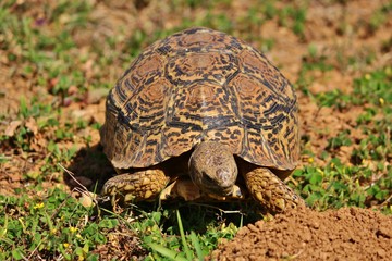 Leopard tortoise at Addo Elephant National Park