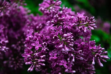 Lilac garden trees under the rain nature spring time botany 