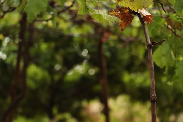 GRAPE CREEPER WITH IN DEPTH FOCUS