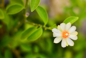 ora-pro-nobis flower
