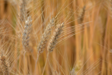 Closeup of ears of golden wheat on the field