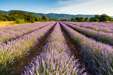 Naklejka na ściany i meble Lines of lavender flowers, Provence, France