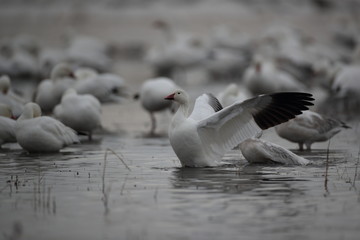 Snow geese  Bosque Del Apache National Wildlife Refuge, New Mexico USA