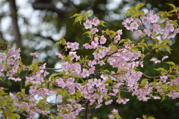 Fototapeta premium Kyoto, Japan