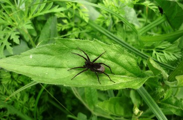 spider on leaf
