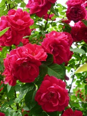 bouquet of red roses