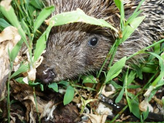 hedgehog in the grass