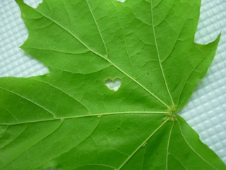green leaf