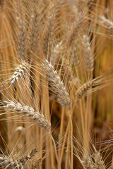 Closeup of ears of golden wheat on the field © Sahil Ghosh
