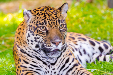 Portrait of an adult spotted female jaguar