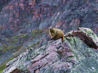 Hoary marmot on pink rock in the Canadian Rocky Mountain, Alberta