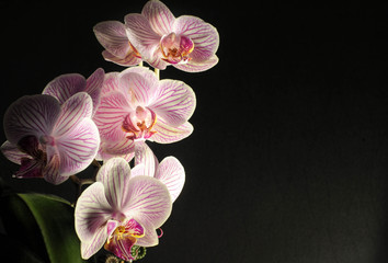 striped pink orchid in morning window light