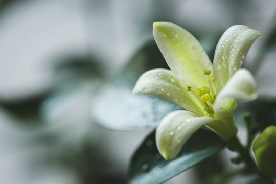 .White flowers of paniculata muraya. Murraya bloom. Indoor, ornamental plant.