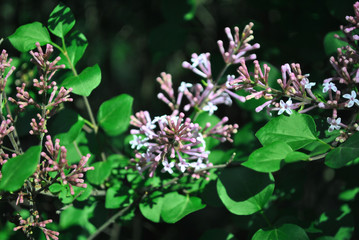 Purple lilac flowers close up detail, soft blurry  background