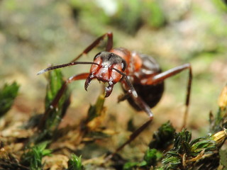 ant on leaf