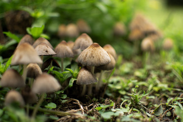 hongos entre maleza y pastizales pasto verdes tierra húmeda