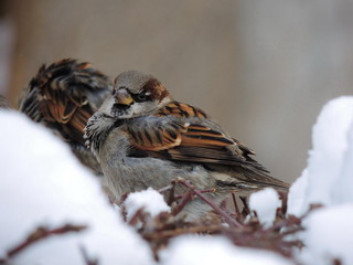 sparrow of prey