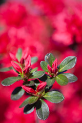 かもんしらおのツツジ	