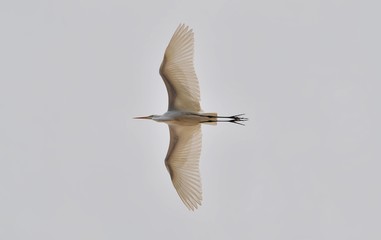 Garza o gaviota blanca volando