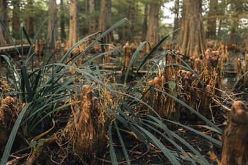 marsh