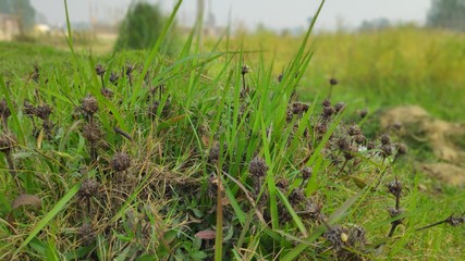 grass and water