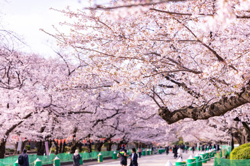 上野公園の桜