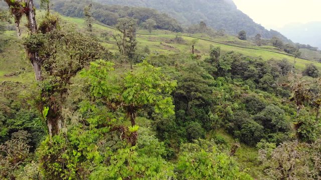 Flying over a tree in montane rainforest with the Trans Andean Oil Pipeline (SOTE) in the distance. In the Rio Quijos Valley on the Amazonian slopes of the Andes in Ecuador.