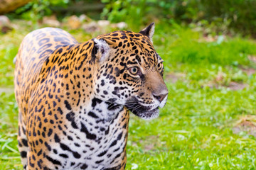 Fototapeta na wymiar Portrait of an adult spotted female jaguar