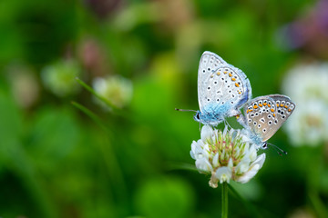 Kretania sephirus butterfly on summer flower macro close up nature insect 