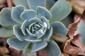 suculenta