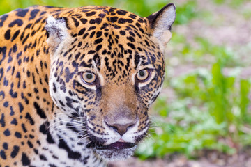 Fototapeta na wymiar Portrait of an adult spotted female jaguar