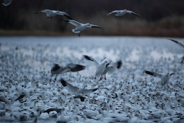 Snow geese  Bosque Del Apache National Wildlife Refuge, New Mexico USA
