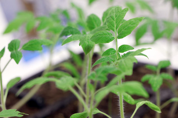 Young green plant. Seedlings of tomatoes. Growing.Green sprouts of tomatoes.