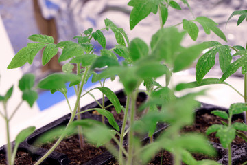 Young green plant. Seedlings of tomatoes. Growing.Green sprouts of tomatoes.