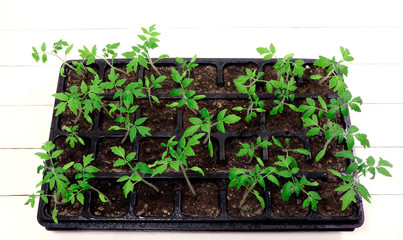 Young green plant. Tomato plants in a pot isolated on a white background. Seedlings of tomatoes. Growing.Green sprouts of tomatoes.