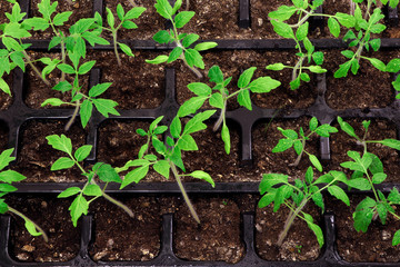 Young green plant. Seedlings of tomatoes. Growing.Green sprouts of tomatoes.
