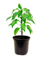 Young green plant. Tomato plants in a pot isolated on a white background. Seedlings of tomatoes. Growing.Green sprouts of tomatoes.
