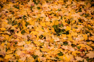 Naklejka na ściany i meble yellow fallen maple leaves on the ground