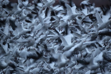 Snow geese  Bosque Del Apache National Wildlife Refuge, New Mexico USA
