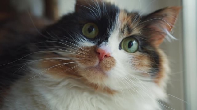 Amazing pet portrait. Close up beautiful fluffy tricolor cat with adorable green eyes look at camera sitting near window. Comfort at home. People and cats.