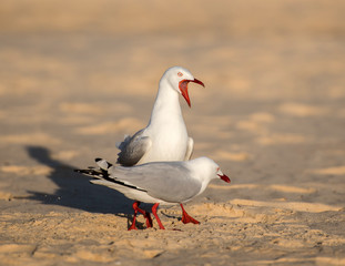 Seagulls on the beach, Bondi Beach Australia