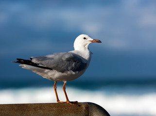 Seagulls on the beach, Bondi Beach Australia