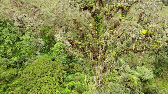Aerial shot of a tree in montane  rainforest festooned with bromeliads and epiphytes. In the Rio Quijos Valley,  the Amazonian slopes of the Andes in Ecuador.