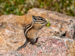 chipmonk eating flower