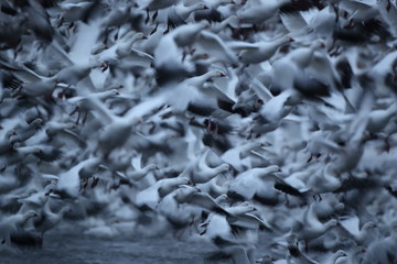 Snow geese  Bosque Del Apache National Wildlife Refuge, New Mexico USA